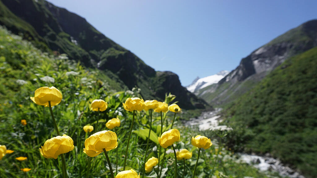 alpenblumen
