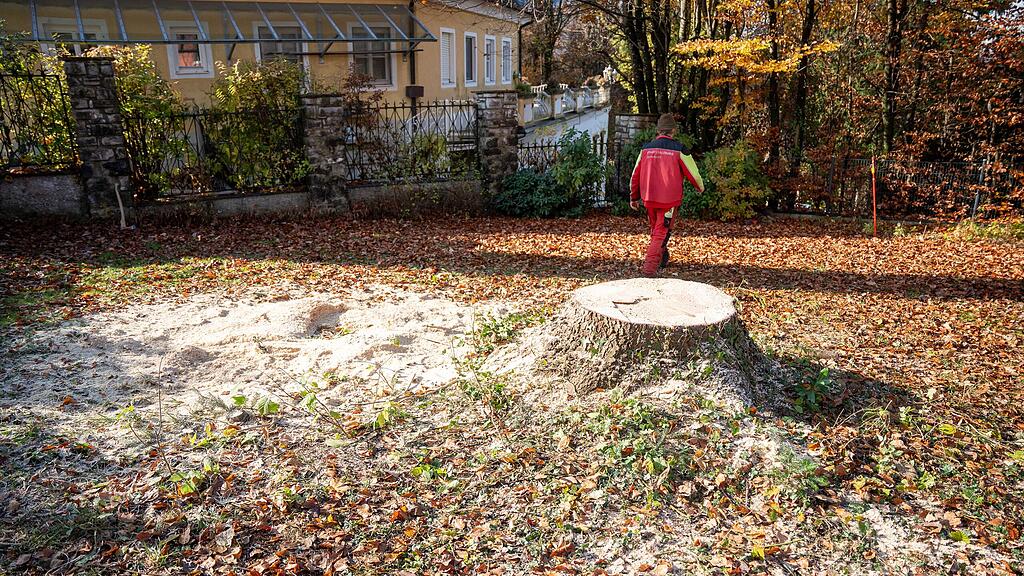 Christbaumernte in St. Jakob am Thurn