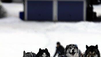 Hundeschlittenrennen in Inzell