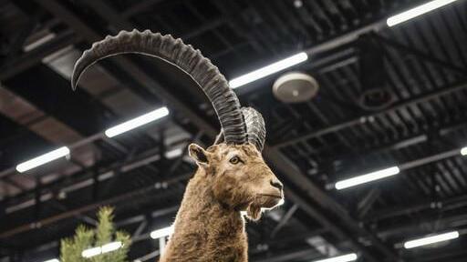 Hohe Jagd und Fischerei I