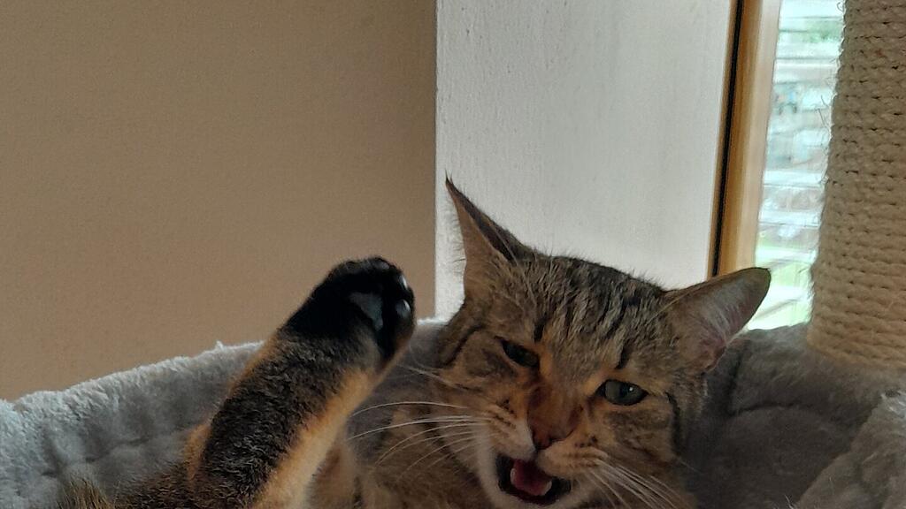 Weltkatzentag 2025