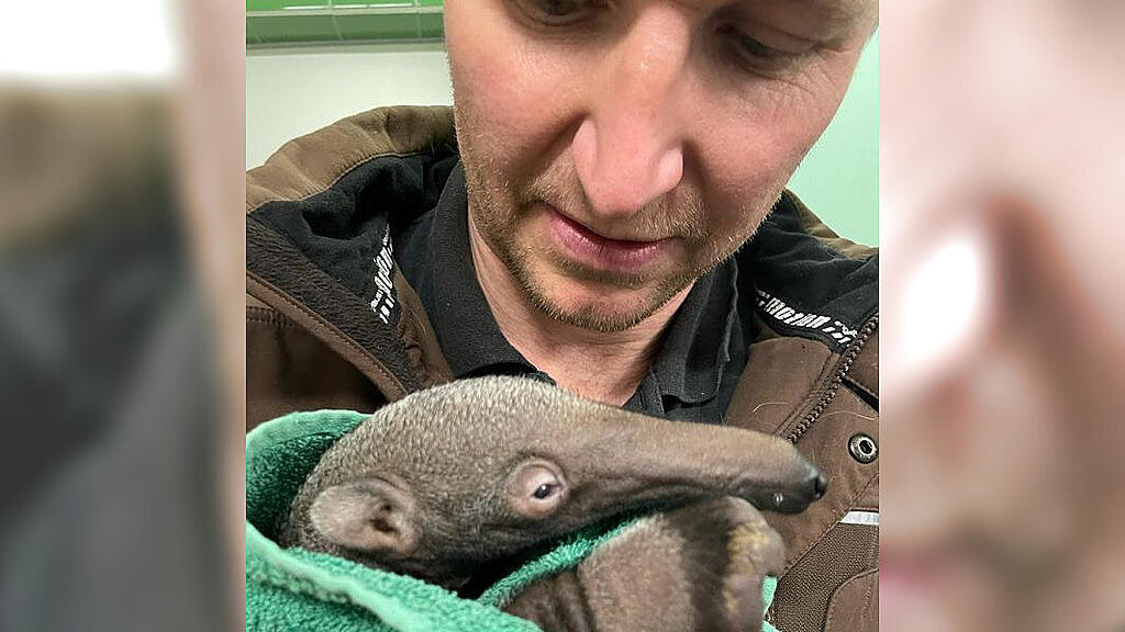 Ameisenbär-Baby im Weißen Zoo