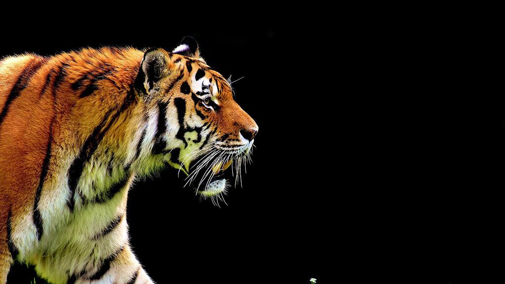 symb_tiger