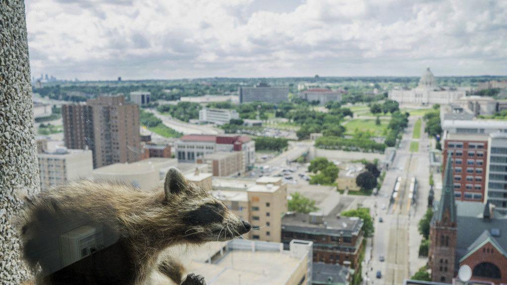 Waschbär zeigt Kletterkünste