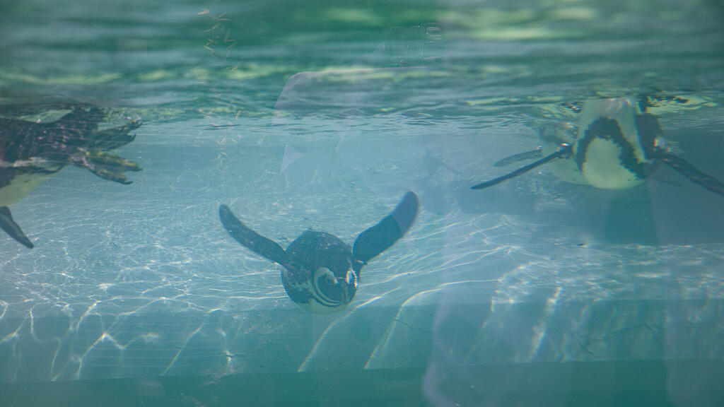 Zoo Salzburg, Brillenpinguine