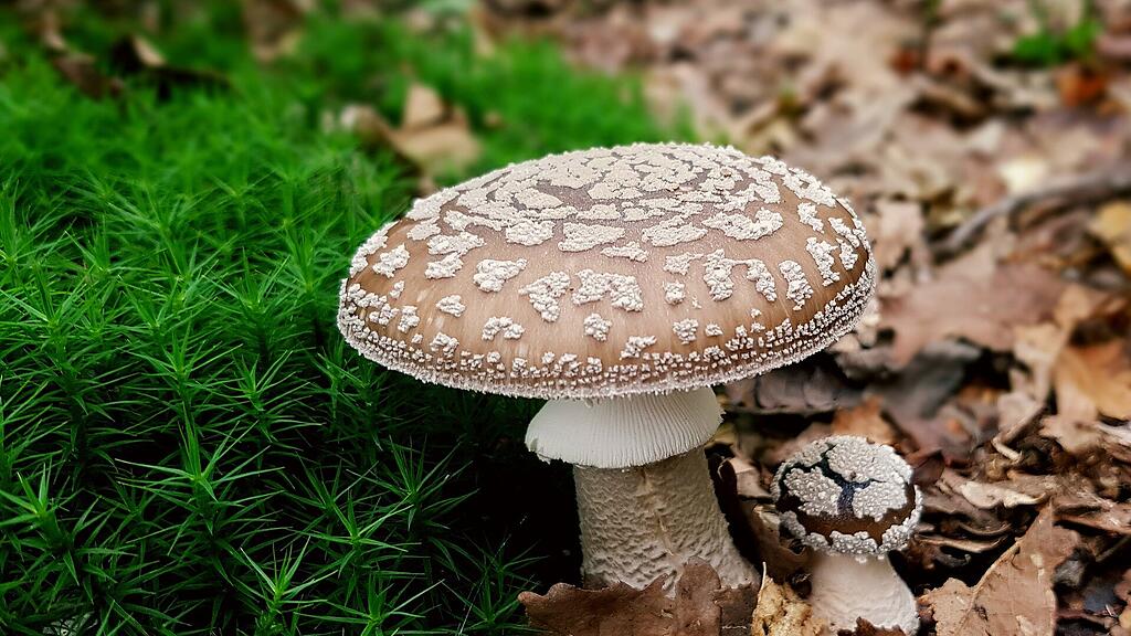 mushroom-geb5b77a28_1920.jpg
