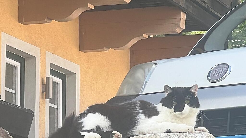 Weltkatzentag 2025