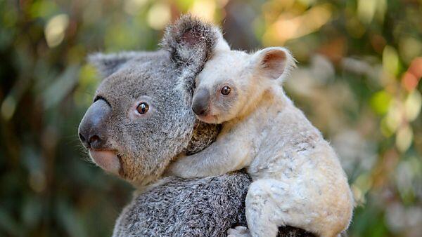 Die beiden wohnen im australischen Zoo in Queensland
