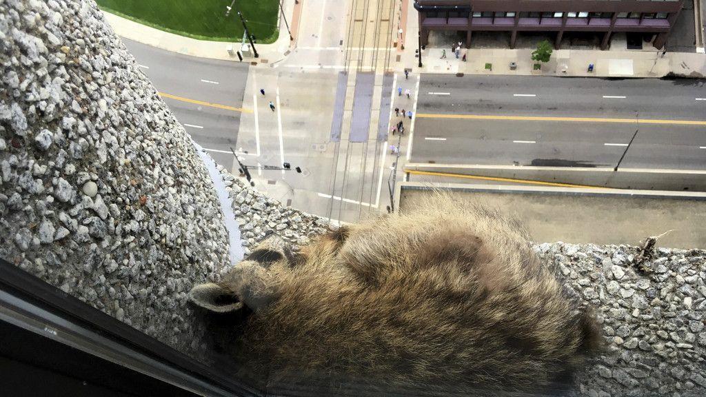 Waschbär zeigt Kletterkünste