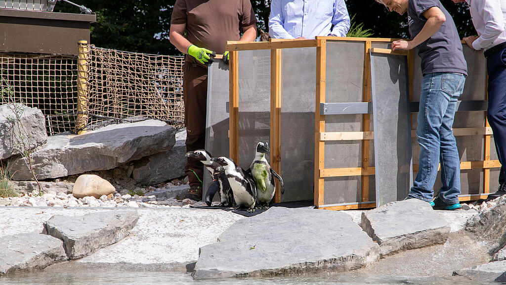 Zoo Salzburg, Brillenpinguine