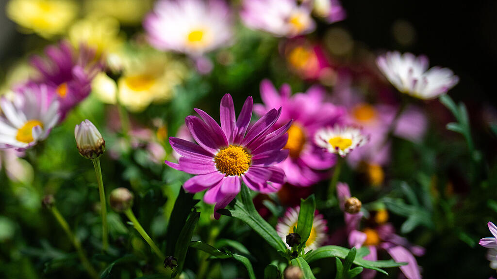 Frühling / Blumen / Blumenstrauß