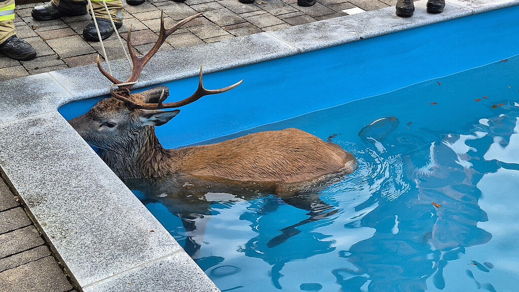 Hirsch in Tiroler Swimmingpool