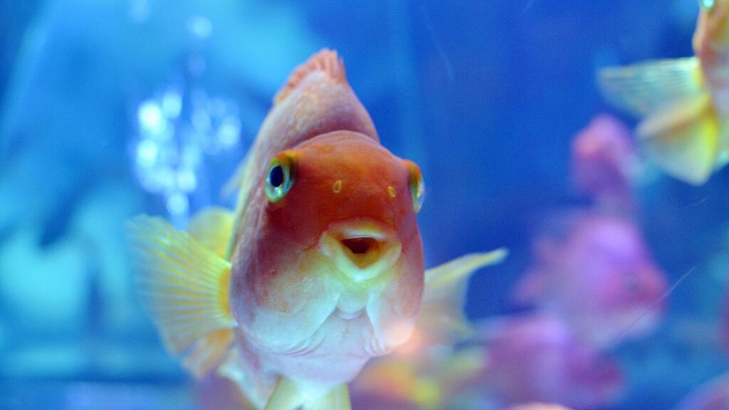 Der Goldfisch fühlt sich in seinem Mini-Rollstuhl wohl. (Symbolbild)