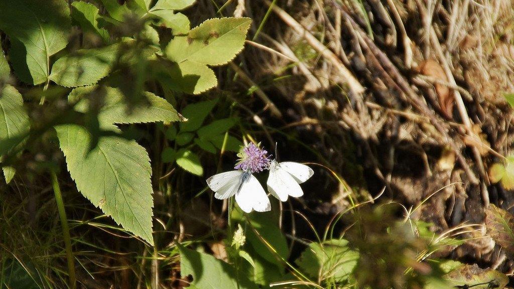 Altweibersommer zu Herbstbeginn