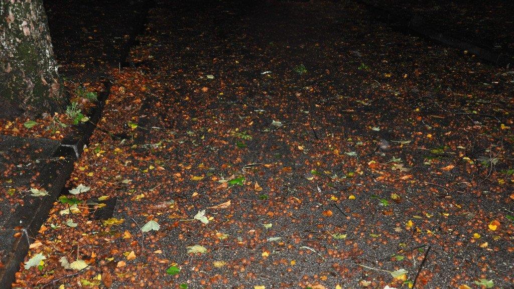 Sturm: Einsätze in Bad Reichenhall