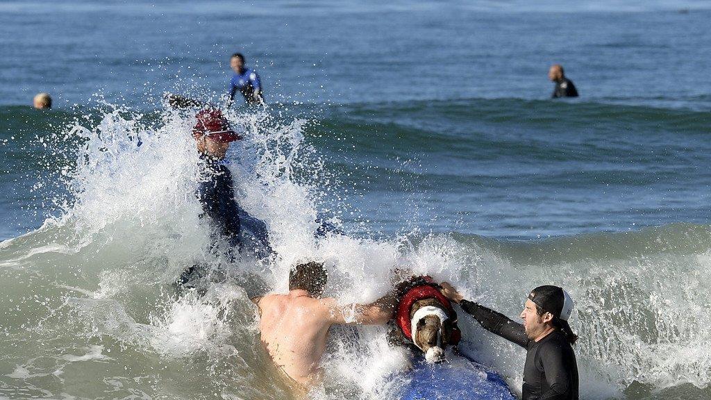 Hundesurfen in Kalifornien