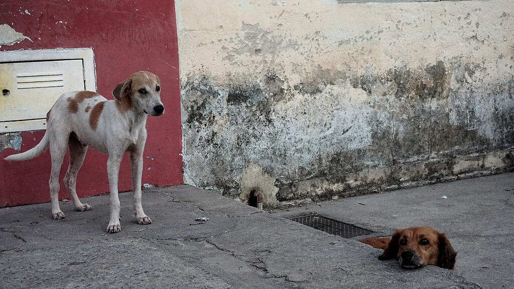 Straßenhund