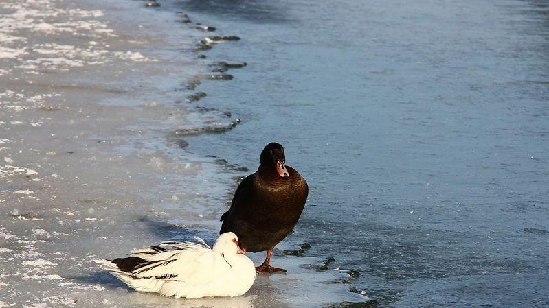 Eisfläche am Lepi-Weiher