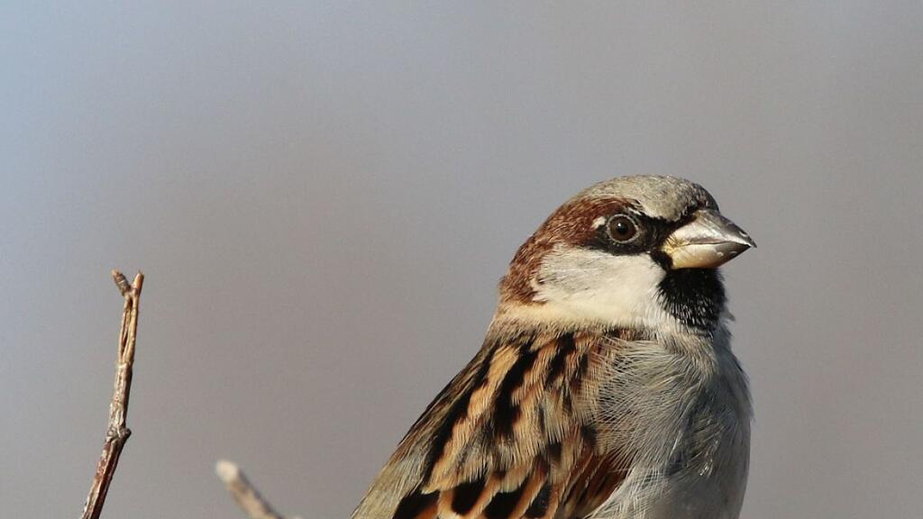 Der Spatz wurde in 45 Prozent der Gärten beobachtet
