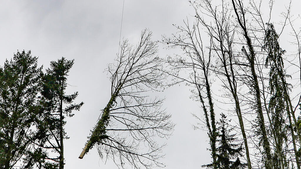 Baumfällungen per Hubschrauber am Kapuzinerberg