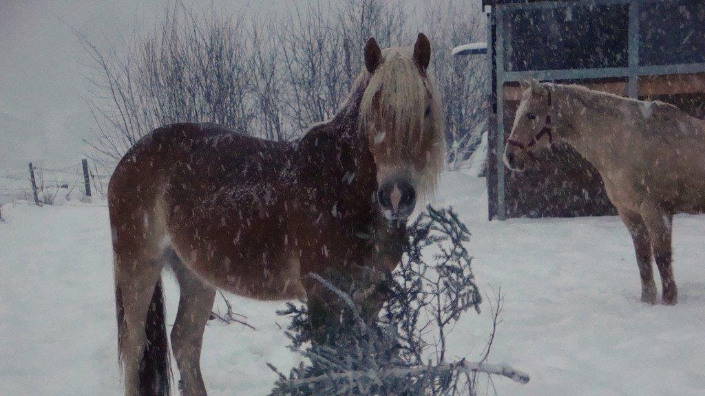 Winterimpressionen aus Ebenau