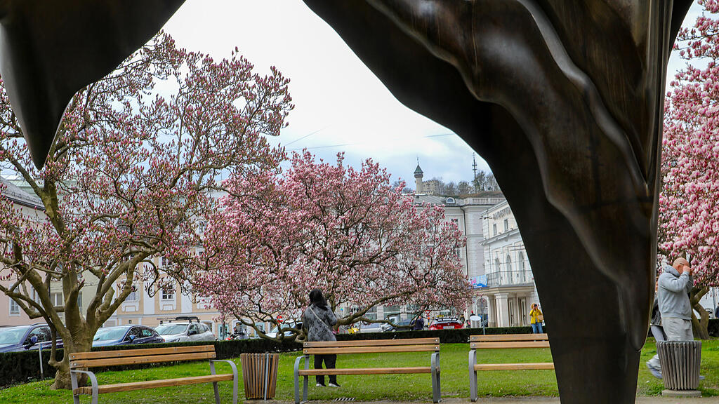 Magnolienbäume am Makartplatz
