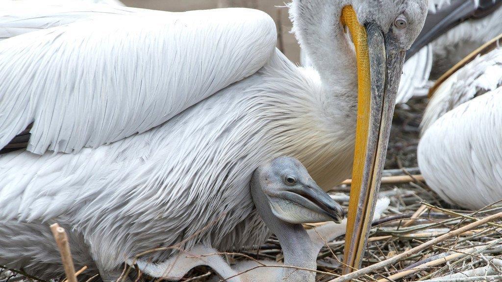 Nachwuchs bei den Krauskopfpelikanen im Tiergarten Schönbrunn