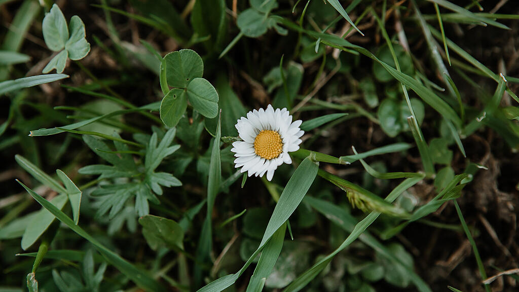 Gänseblümchen, SB