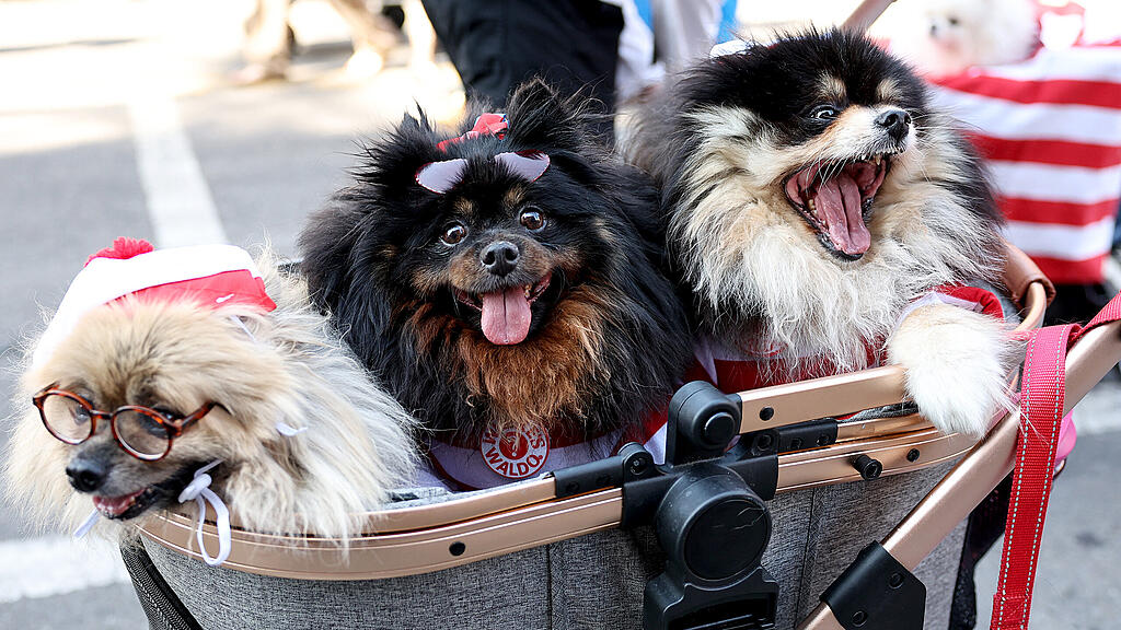 Halloween Parade