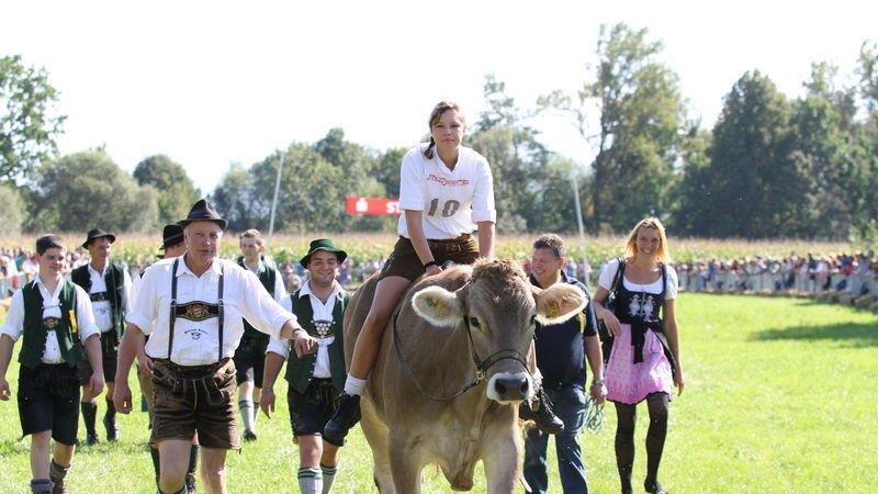 Ochsenrennen in Surheim