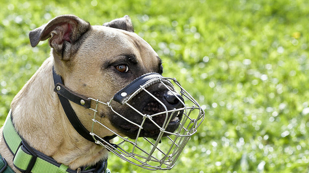 Rauch will dem Scharfmachen von Hunden einen Riegel vorschieben