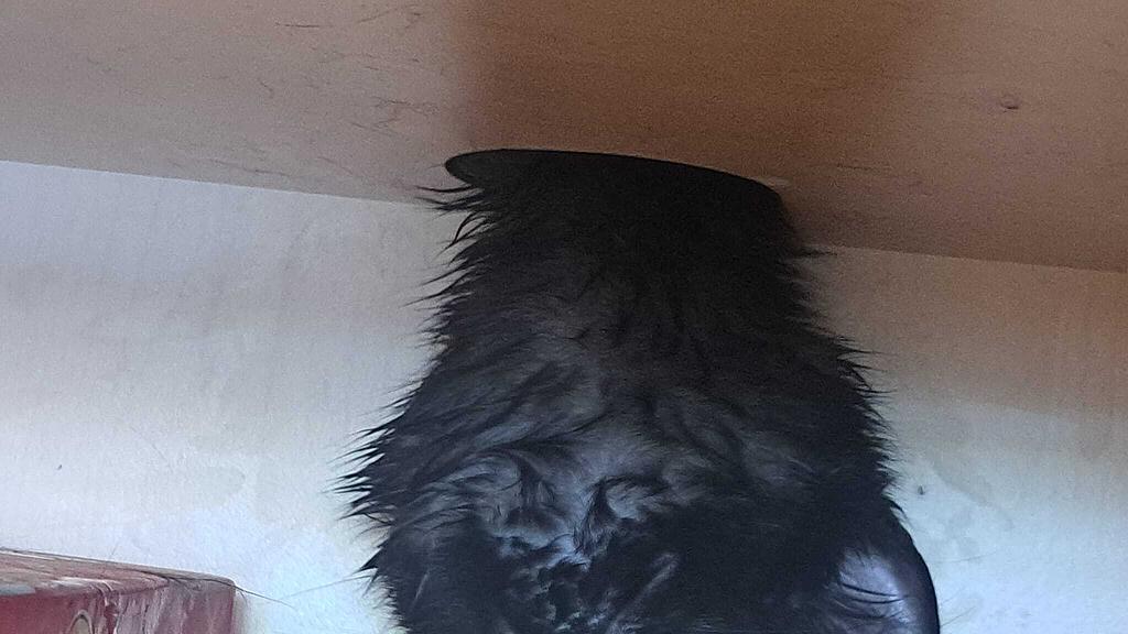 Katzenrettung Bischofshofen