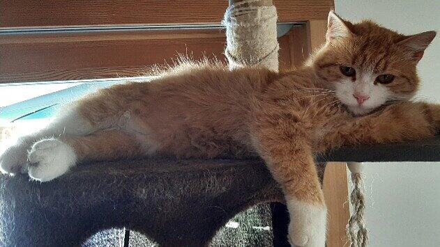 Kater Bruno