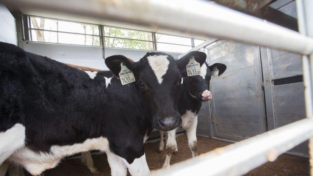 Tiertransporte kontrolliert
