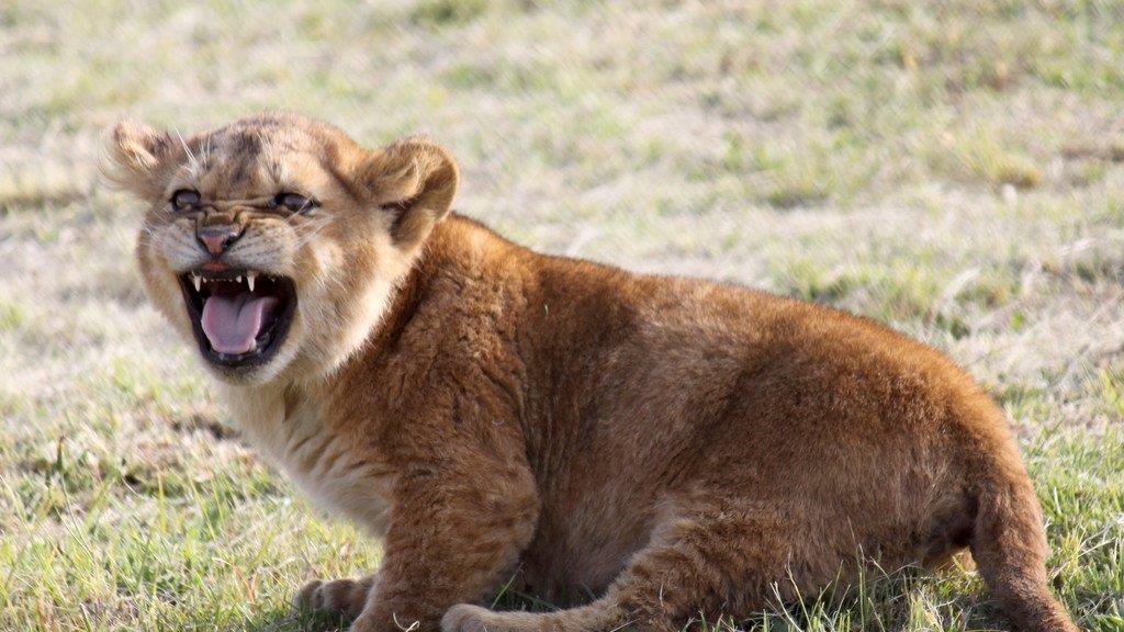 Die beeindruckensten Tierbilder KW 17