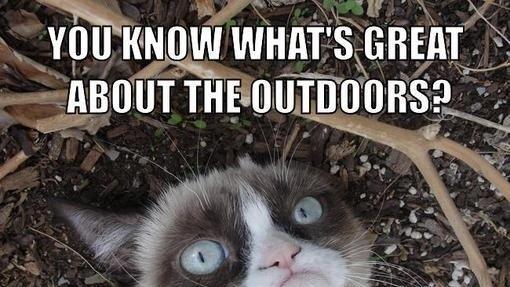 Tard, the grumpy cat: Die besten Memes