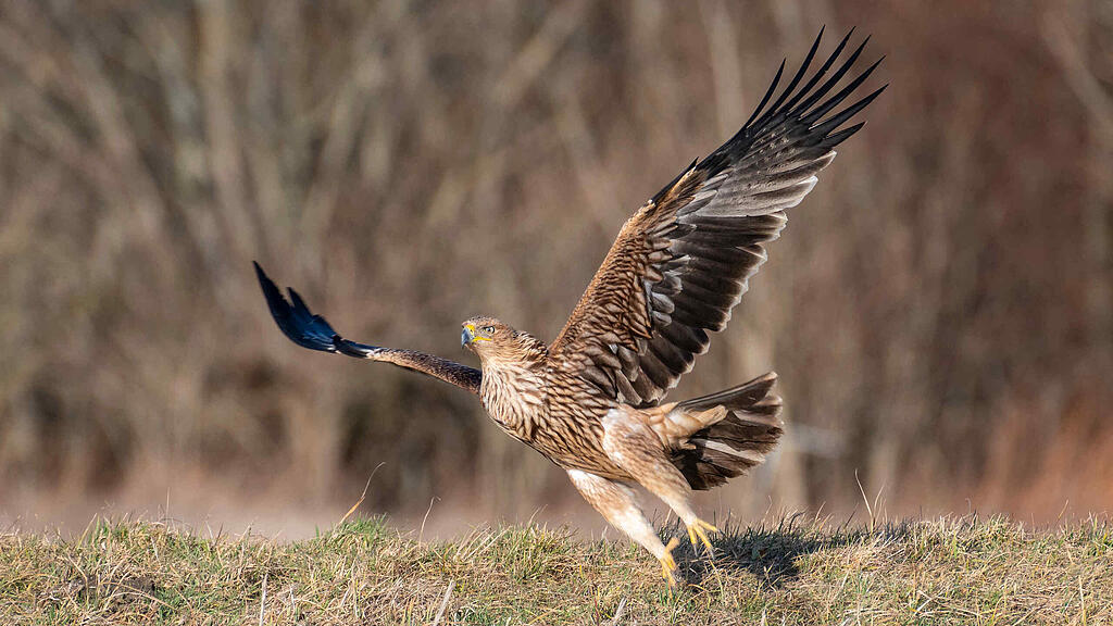kaiseradler