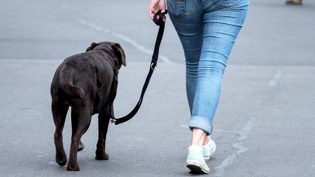 164861_Hund_an_der_Leine.jpg