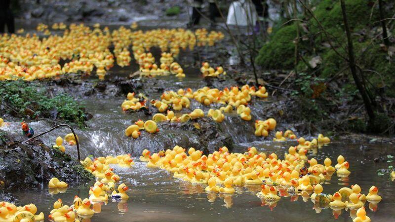 2.500 Gummienten schwimmen durch Ponlach.