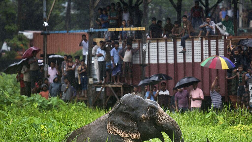 Der Elefant wurde mit einem gezielten Schuss in die Stirn getötet.
