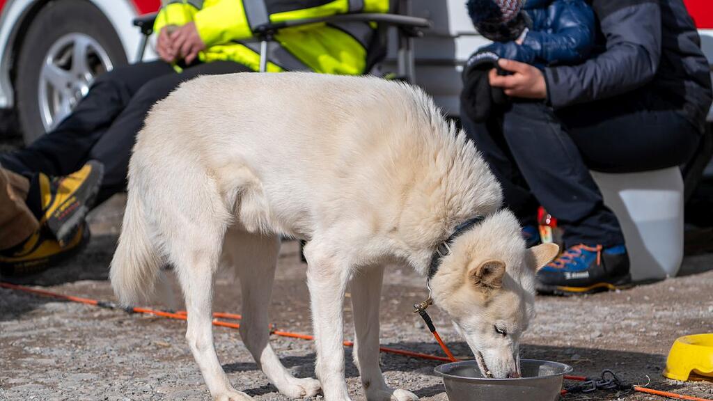 Schlittenhunderennen in Sportgastein