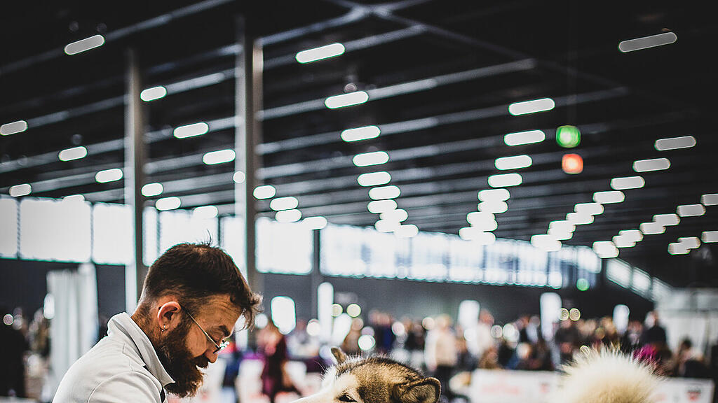 Rassehunde Ausstellung