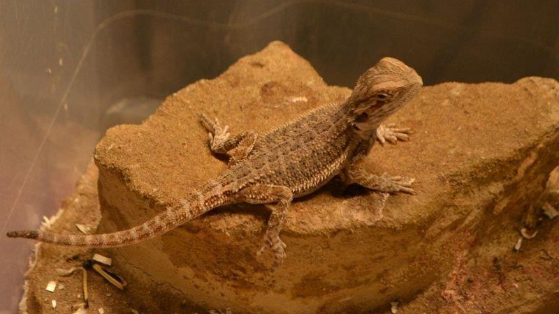 Leserreporter bei der Exotica Reptilienbörse in Wien