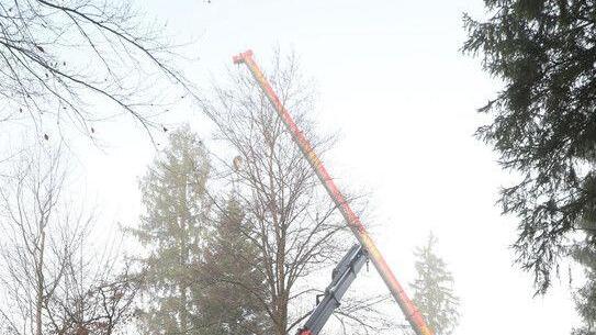 Christbaum für Salzburger Christkindlmarkt wird in Lamprechtshausen gefällt