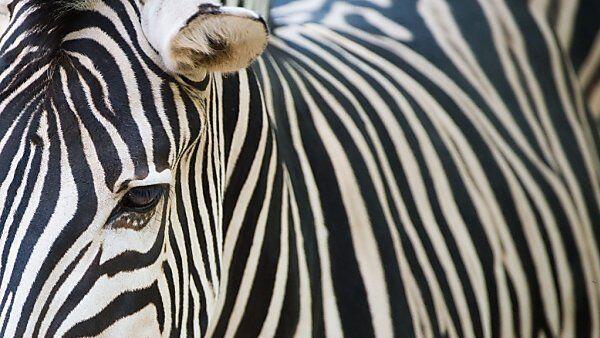 Zebra lieferte "bestes Biofleisch"