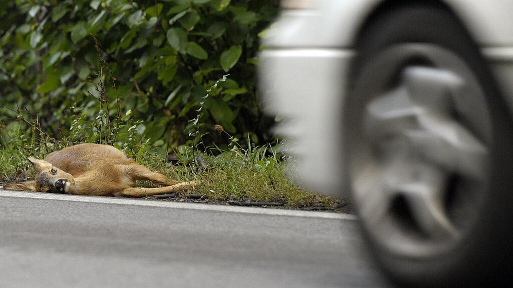 2.000 Wildtiere kommen jährlich im Straßenverkehr zu Tode.