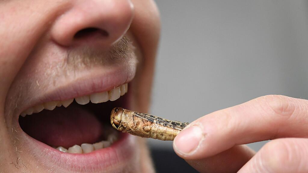 Insekten vernaschen? Na dann guten Appetit!