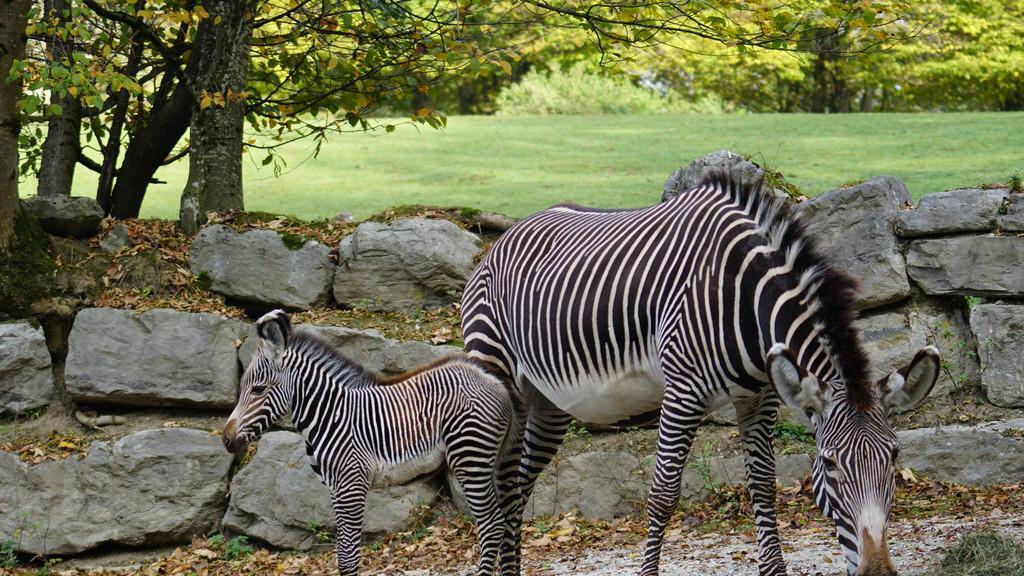 Nachwuchs bei Grevy-Zebras im Salzburger Zoo