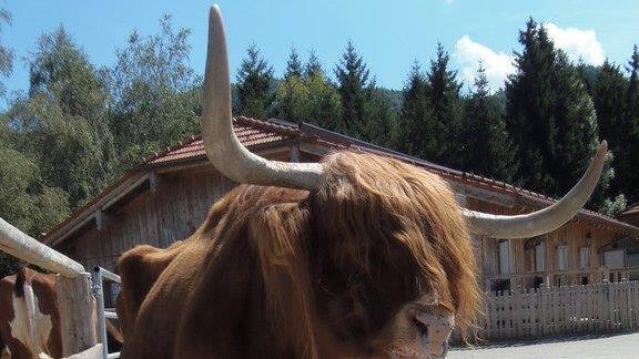 Impressionen der Tiere