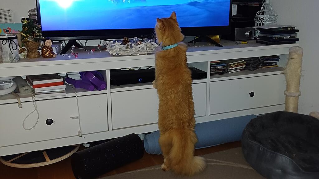 Weltkatzentag 2025